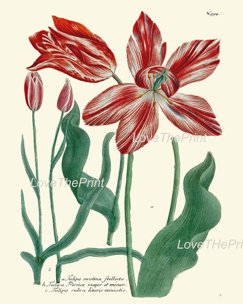 Iris and Tulip Botanical Print Set of 4 Prints Beautiful Antique Wall Art Blue Red Flowers Hanging Decoration Home Decor to Frame WEIN