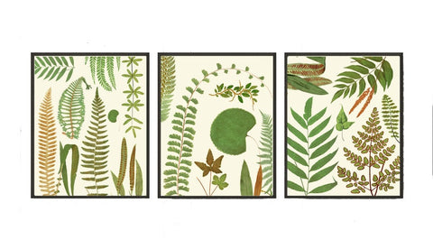 Fern Chart Botanical Wall Art Set of 3 Prints Beautiful Antique Vintage Green Forest Nature Plant Garden Home Room Decor to Frame EJL