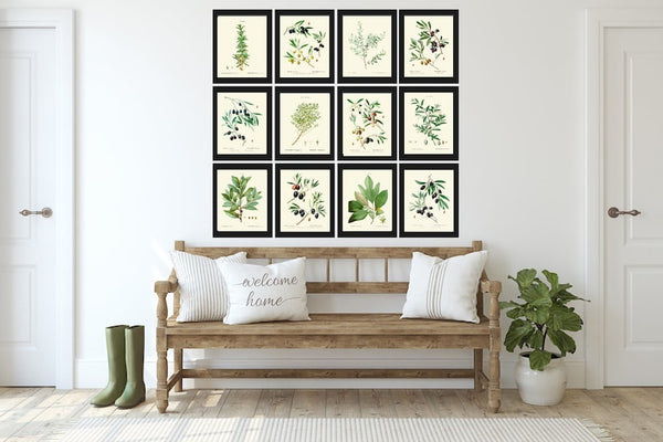 Herbs Botanical Wall Art Set of 12 Prints Beautiful Antique Vintage Olive Italian Kitchen Spices GreenGarden Home Room Decor to Frame TDA