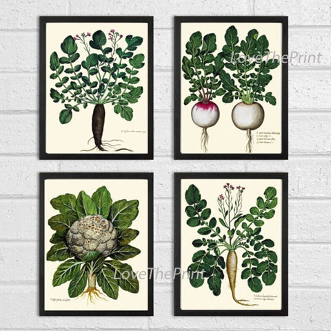 Vintage Vegetable Prints Wall Art Set of 4 Beautiful Antique Farmhouse Kitchen Dining Radish Heirloom Carrot Cauliflower Decor to Frame UA