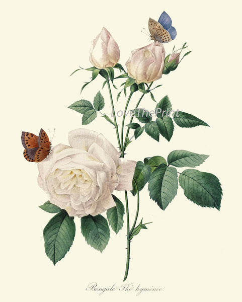 Botanical Print Set of 3 Roses Wall Art Beautiful Antique Vintage White Pink Flowers Romantic Shabby Chic Home Room Decor to Frame REDT