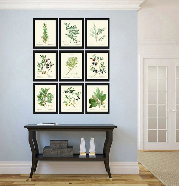 Herbs Spices Kitchen Wall Art Set of 9 Prints Beautiful Botanical Thime Bay Leaf Laurel Olives Italian Garden Home Room Decor to Frame TDA