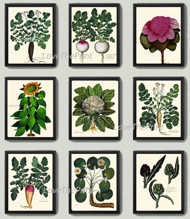 Vintage Vegetable Garden Plant Wall Art Set of 9 Prints Beautiful Botanical Radish Artichoke Cauliflower Sunflower Home Decor to Frame UA