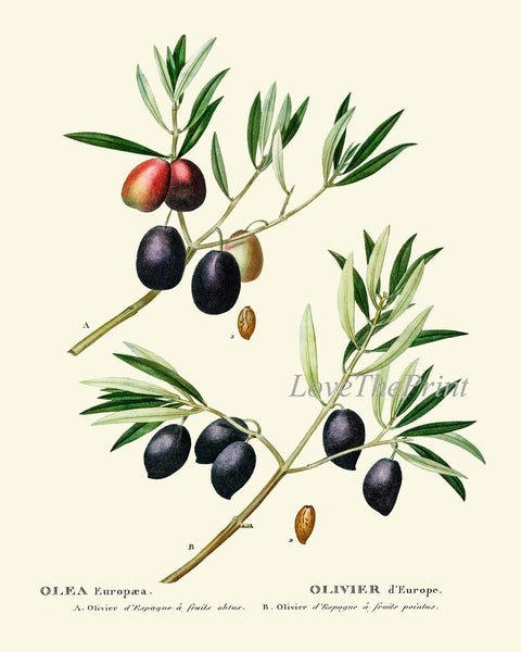 Olive Botanical Wall Art Set of 6 Prints Beautiful Antique Vintage Olives Tree Varieties Italian Italy Kitchen Home Room Decor to Frame TDA