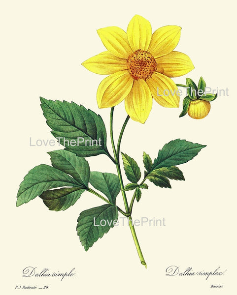 Yellow Flowers Botanical Print Set of 4 Beautiful Antique Vintage Wall Art Narcissus Dahlia Rose Garden Plants Home Decor to Frame REDT