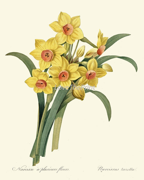 Yellow Flowers Botanical Print Set of 4 Beautiful Antique Vintage Wall Art Narcissus Dahlia Rose Garden Plants Home Decor to Frame REDT