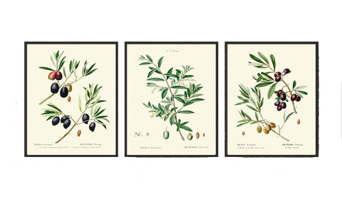 Vintage Olives Print Set of 3 Wall Art Antique Olive Tree Branch Italy Italian Spice Herb Kitchen Dining Room Home Room Decor to Frame TDA