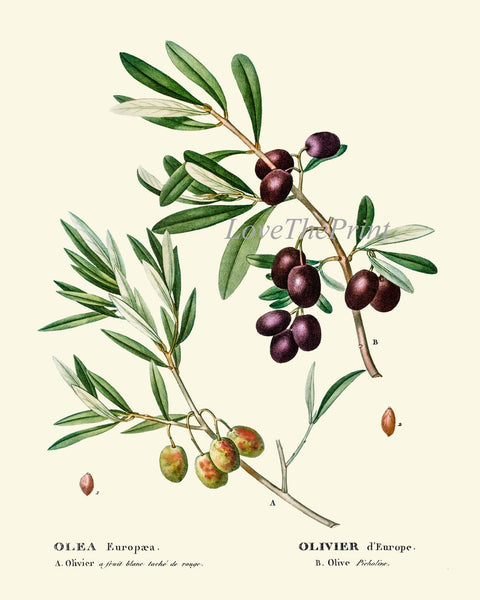 Vintage Olives Print Set of 3 Wall Art Antique Olive Tree Branch Italy Italian Spice Herb Kitchen Dining Room Home Room Decor to Frame TDA