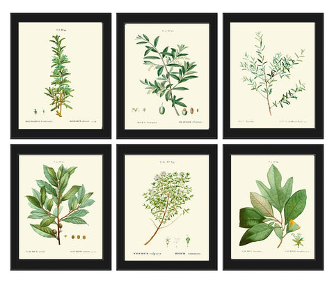 Vintage Antique Herbs Spices Botanical Wall Art Set of 6 Prints Thyme Rosemary Bay Leaf Laurel Kitchen Dining Room Home Decor to Frame TDA