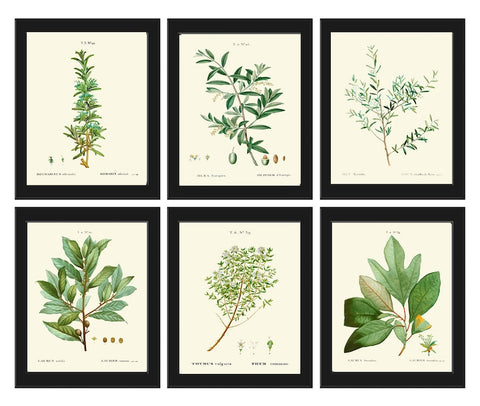 Vintage Antique Herbs Spices Botanical Wall Art Set of 6 Prints Thyme Rosemary Bay Leaf Laurel Kitchen Dining Room Home Decor to Frame TDA