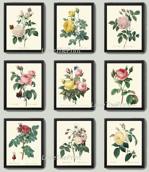 French Roses Prints Botanical Vintage Antique Wall Art Set of 9 Beautiful White Pink Yellow Flowers Floral Home Room Decor to Frame REDT