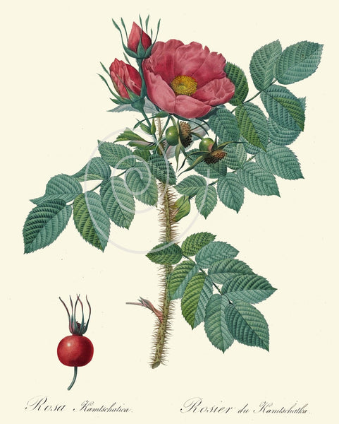 French Roses Prints Botanical Vintage Antique Wall Art Set of 9 Beautiful White Pink Yellow Flowers Floral Home Room Decor to Frame REDT
