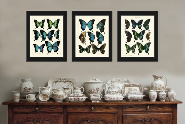 Vintage Butterfly Prints Wall Art Set of 3 Beautiful Antique Blue Green Aqua Brown Butterflies Home Room Decor Decoration to Frame ASDG