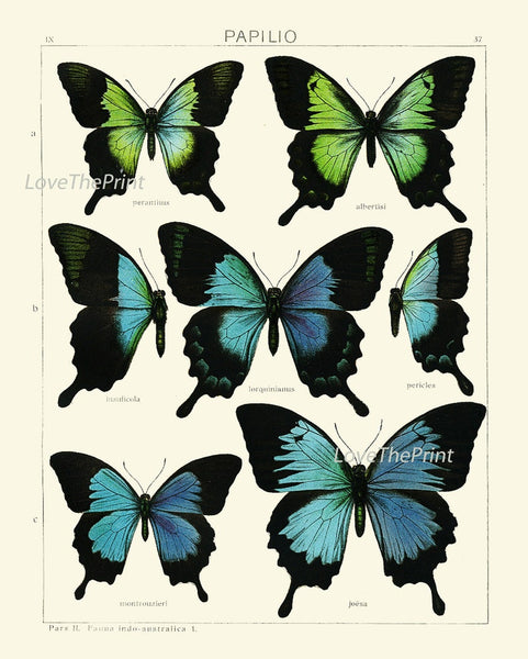 Vintage Butterfly Prints Wall Art Set of 3 Beautiful Antique Blue Green Aqua Brown Butterflies Home Room Decor Decoration to Frame ASDG