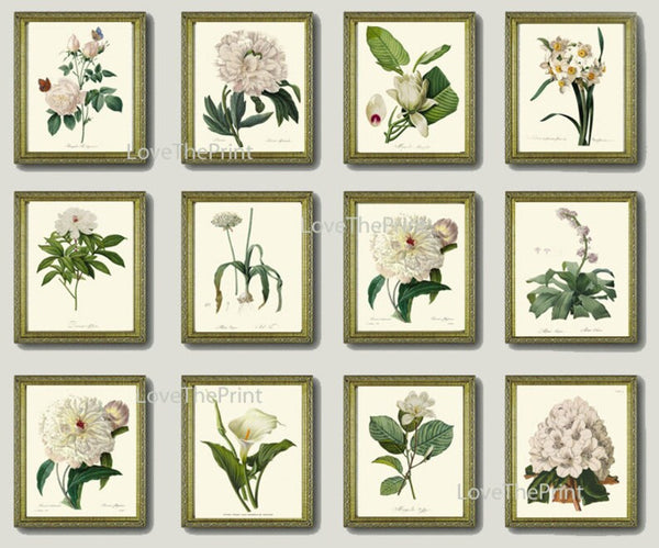 White Flower Botanical Prints Wall Art Set of 12 Beautiful Antique Vintage Peony Roses Magnolia Lily Narcissus Home Room Decor to Frame REDT