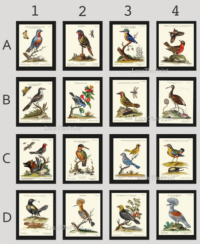Bird Wall Art Gallery Set of 16 Prints Beautiful Antique Vintage Birds Interior Design Large Designer Collection Home Decor to Frame MCT