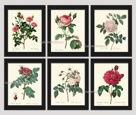 Vintage Roses Botanical Wall Art Set of 6 Prints Beautiful White Pink Red Roses Bedroom Dining Room Garden Home Room Decor to Frame REDT