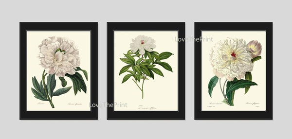 White Peony Botanical Prints Wall Art Set of 3 Beautiful Antique Vintage Garden Plants Dining Living Room Bedroom Home Decor to Frame REDT