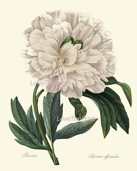 White Peony Botanical Prints Wall Art Set of 3 Beautiful Antique Vintage Garden Plants Dining Living Room Bedroom Home Decor to Frame REDT