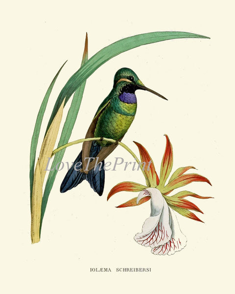 Hummingbird Wall Art Print Set of 12 Beautiful Antique Vintage Colorful Tropical Bird Flowers Orchid Interior Design Home Decor to Frame NDO