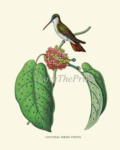 Hummingbird Wall Art Print Set of 12 Beautiful Antique Vintage Colorful Tropical Bird Flowers Orchid Interior Design Home Decor to Frame NDO