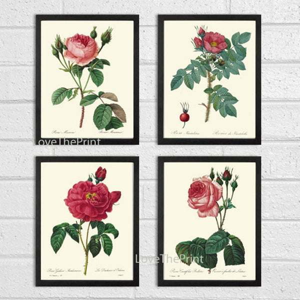 Red Roses Flowers Botanical Wall Art Set of 4 Prints Beautiful Antique Vintage Spring Summer Garden Cottage House Home Decor to Frame REDT