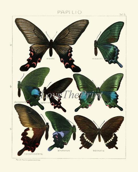 Vintage Butterfly Chart Wall Art Set of 6 Prints Beautiful Antique Blue Green Butterfly Illustration Decoration Home Decor to Frame ASDG