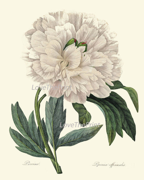 White Flowers Botanical Wall Art Set of 6 Prints Beautiful Peony Roses Lily Narcissus Rhododendron Garden Home Room Decor to Frame REDT