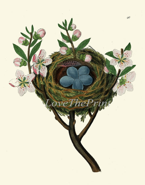Vintage Bird Nest Eggs Wall Art Print Set of 6 Beautiful Antique Vintage Illustration Picture Farmhouse Cottage Home Decor to Frame BJB