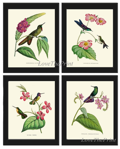 Hummingbird Birds Wall Art Prints Set of 4 Beautiful Antique Vintage Tropical Pink Flowers Pretty Outdoor Nature Home Decor to Frame MCT