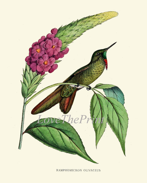 Hummingbird Birds Wall Art Prints Set of 4 Beautiful Antique Vintage Tropical Pink Flowers Pretty Outdoor Nature Home Decor to Frame MCT