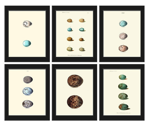 Vintage Bird Eggs Wall Art Print Set of 6 Beautiful Antique Vintage Chart Illustration Picture Farmhouse Cottage Home Decor to Frame BIE