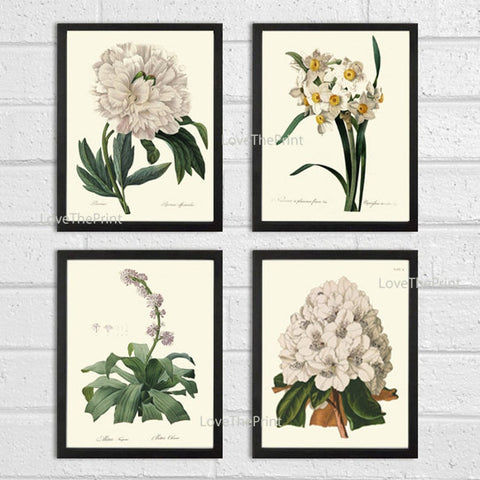 Prints Wall Art Set of 4 Beautiful Antique Vintage White Peony Narcissus Rhododendron Flowers Picture Illustration Home Decor to Frame REDT