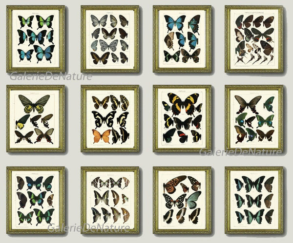 Vintage Butterflies Wall Art Set of 12 Prints Beautiful Antique Butter ...