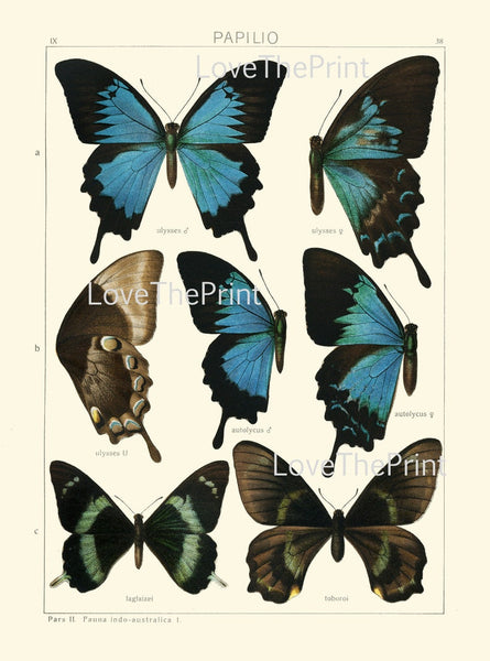 Vintage Butterflies Wall Art Set of 12 Prints Beautiful Antique Butterfly Chart Illustration Large Gallery Home Room Decor to Frame ASDG