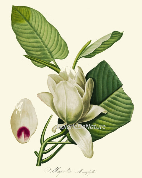 White Flowers Botanical Vintage Antique Wall Art Set of 9 Prints Beautiful Peony Roses Magnolia Tree Garden Plants Home Decor to Frame REDT