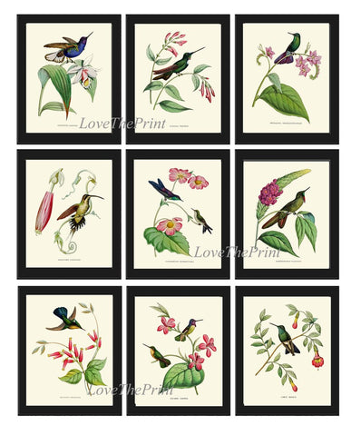 Vintage Hummingbird Prints Wall Art Large Gallery Set of 9 Beautiful Antique Tropical Birds Orchids Flowers Vines Home Decor to Frame NDO