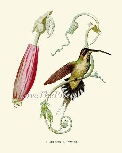 Vintage Hummingbird Prints Wall Art Large Gallery Set of 9 Beautiful Antique Tropical Birds Orchids Flowers Vines Home Decor to Frame NDO