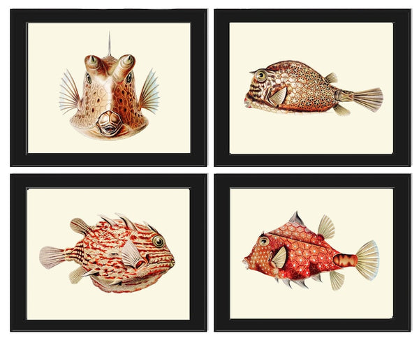 Tropical Fish Wall Art Set of 4 Prints Beautiful Antique Vintage Sea Ocean Beach House Decoration Bathroom Office Home Decor to Frame FH