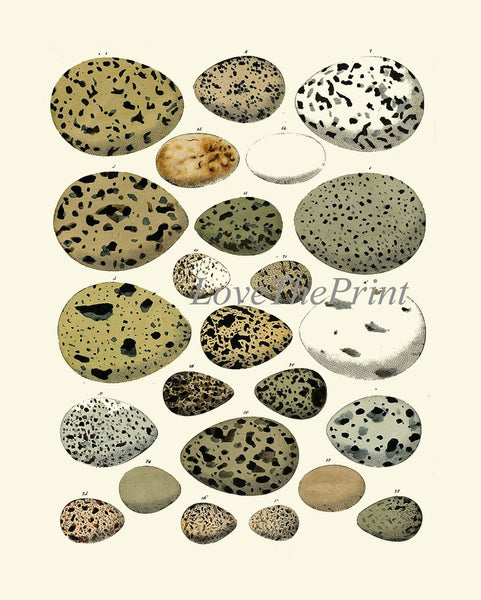Bird Eggs Wall Art Set of 4 Prints Beautiful Antique Vintage Rustic Country Farmhouse Cottage Birdwatching Nature Home Decor to Frame BIE
