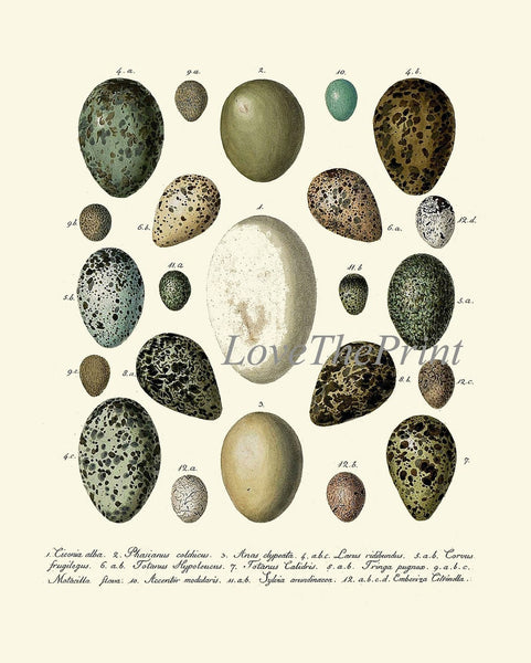 Bird Eggs Wall Art Set of 4 Prints Beautiful Antique Vintage Rustic Country Farmhouse Cottage Birdwatching Nature Home Decor to Frame BIE