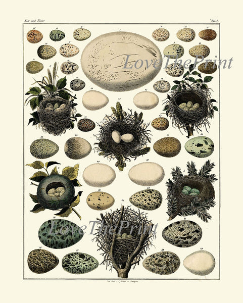 Bird Eggs Wall Art Set of 4 Prints Beautiful Antique Vintage Rustic Country Farmhouse Cottage Birdwatching Nature Home Decor to Frame BIE