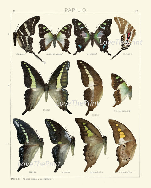 Vintage Butterfly Chart Wall Art Set of 6 Prints Beautiful Antique Blue Green Butterflies Chart Large Size Prints Home Decor to Frame ASDG