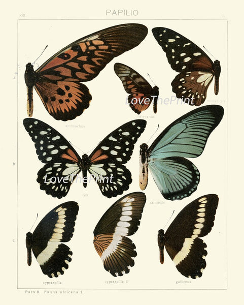 Vintage Butterfly Chart Wall Art Set of 6 Prints Beautiful Antique Blue Green Butterflies Chart Large Size Prints Home Decor to Frame ASDG