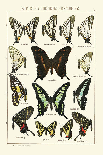 Vintage Butterfly Chart Wall Art Set of 6 Prints Beautiful Antique Blue Green Butterflies Chart Large Size Prints Home Decor to Frame ASDG