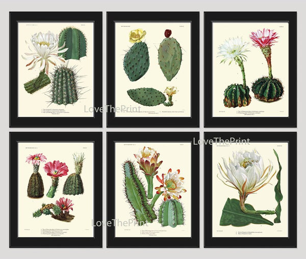 Vintage Cactus Plant Botanical Wall Art Set of 6 Prints Beautiful Antique Blooming Flowers Exotic Tropical Home Room Decor to Frame CACT