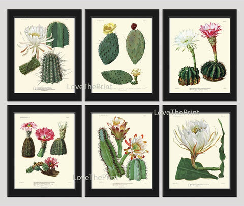 Vintage Cactus Plant Botanical Wall Art Set of 6 Prints Beautiful Antique Blooming Flowers Exotic Tropical Home Room Decor to Frame CACT