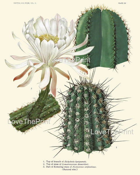Vintage Cactus Plant Botanical Wall Art Set of 6 Prints Beautiful Antique Blooming Flowers Exotic Tropical Home Room Decor to Frame CACT