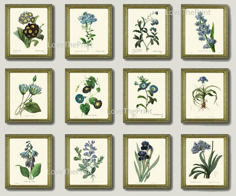 Blue Flowers Botanical Prints Wall Art Set of 12 Beautiful Antique Vintage Large Floral Collection Interior Design Home Decor to Frame REDT