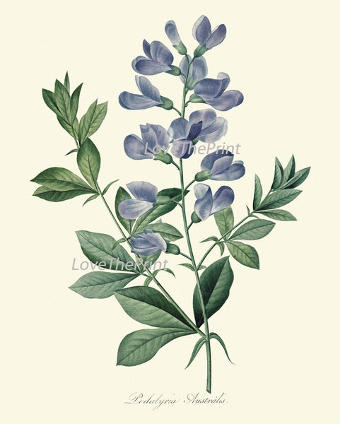 Blue Flowers Botanical Prints Wall Art Set of 12 Beautiful Antique Vintage Large Floral Collection Interior Design Home Decor to Frame REDT